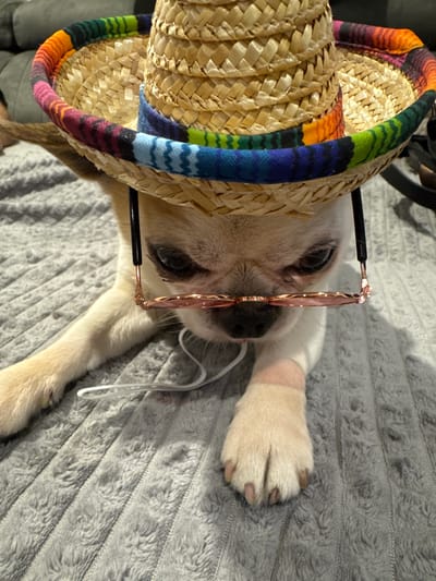 A small, light-colored dog wearing a straw sombrero with a colorful band and rose-tinted glasses is lying on a gray, fuzzy blanket. The dog's head is lowered, and its eyes are partially visible beneath the glasses. A thin white wire is visible near the dog's mouth, and a small pink bandage is wrapped around its left front leg. The background is blurred, with hints of furniture. This scene is likely taking place indoors, as suggested by the blanket and indoor lighting. There is no identifiable information in the image that places it in Bevern, Germany.
