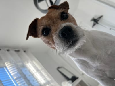 This media file is a close-up, low-angle photograph of a Jack Russell Terrier. The dog's face fills most of the frame, with its nose and eyes prominently displayed. The dog has brown and white fur, with dark eyes and a black nose. Its expression is curious and attentive.

The background is blurred, but appears to be an indoor setting. Hints of white curtains with blinds are visible on the left side of the frame, suggesting a window. Other elements in the background are out of focus, including what looks like a piece of furniture or a shelf and a mirror. The lighting suggests it is daytime, possibly with sunlight filtering through the window.

There is no visible text in the image. The overall mood is intimate and playful, capturing a moment of interaction between the photographer and the dog. The low angle gives the viewer a sense of looking up at the dog, as if it were looming over them in an endearing way. The location context of Aurora, United States of America does not offer specific visual cues within this particular image.