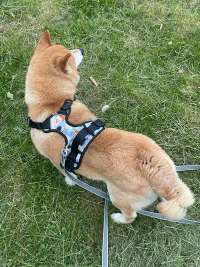 A Shiba Inu dog lies on green grass in Lisy Nos, Russia. The dog is wearing a black and blue harness with a leash attached. The dog is lying on its side with its head turned to the left. The grass is green and there are some small plants growing in it.