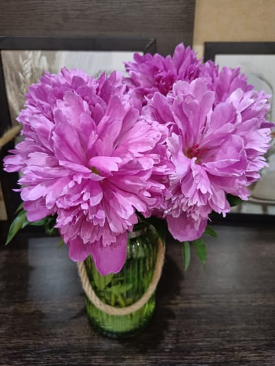 A close-up shot captures a bouquet of vibrant pink peonies in a green glass vase. The peonies are full and lush, with many ruffled petals creating a soft, voluminous appearance. Their color is a bright, cheerful pink with hints of magenta deeper within the blooms. The vase is ribbed and has a rustic jute rope tied around its neck, adding a touch of natural texture to the arrangement.
The bouquet is placed on a dark wooden surface, possibly a table or shelf. In the background, two framed pictures are visible, adding a sense of a domestic setting. The lighting suggests an indoor environment, and there are no indicators of time of day or weather. The focus is entirely on the beauty of the flowers, creating a serene and aesthetically pleasing composition. The image evokes a feeling of natural beauty and simple elegance. No text is visible in the image.