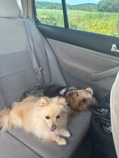 The image shows two small dogs riding in the front passenger seat of a car, viewed from the back seat. On the right, a cream-colored Pomeranian sits upright, looking upward with its pink tongue slightly extended, displaying an alert and curious expression. To its left, partially visible, is a Yorkshire Terrier with brown and grey fur, wearing a dark harness, appearing to rest.
The car's interior features light grey fabric seats with a subtle patterned texture and matching grey door panels. A seatbelt buckle is visible on the rear seat on the bottom right. Through the driver's side window on the left, a bright, sunny landscape is visible. It shows an expansive green field dotted with yellow flowers, likely rapeseed or sunflowers, extending towards distant trees and hills under a clear blue sky.
On the car window, a sticker or decal with reversed text reads "CORE" in capital letters, with smaller, less legible text beneath it. The scene depicts a casual daytime journey through a scenic, rural area, consistent with the provided location context of Baylovo, Bulgaria. The dogs appear comfortable and at ease during the ride.