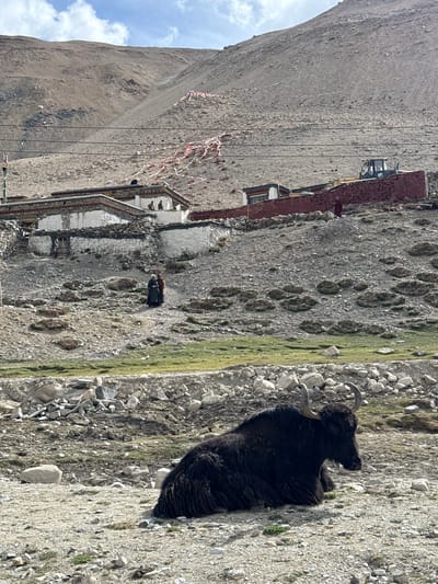 In Tashi Dzom, China, a black yak rests on a rocky, grassy slope near a building complex with white and red brick structures. Power lines stretch from the buildings toward a mountain side under a partly cloudy sky. A figure wearing dark clothing walks near the buildings. The landscape is rugged with sparse vegetation.