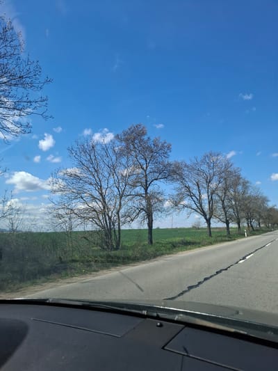 The image shows a view from inside a vehicle traveling on a road in Studeno Buche, Bulgaria. A row of bare trees lines the right side of the road, with a field of green grass between the trees and the asphalt. The sky is blue with scattered white clouds. The road surface is cracked and shows signs of wear. Part of the vehicle's interior is visible in the lower right corner of the image.