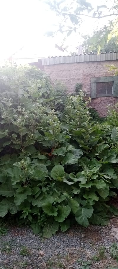 This media file depicts a dense cluster of large, green plants with broad leaves and flowering stalks, growing in front of a rustic, pinkish-tan building. The building has a corrugated metal roof and a small, green-shuttered window. The ground in the foreground is covered with small, grey gravel and some dry grass. The scene appears to be an outdoor setting, likely a yard or garden, in a rural or semi-rural area. The lighting suggests it is daytime, with the sun bright in the upper left corner, creating some overexposure. The overall impression is one of lush, unkempt vegetation against a simple architectural backdrop. There is no visible text in the image.