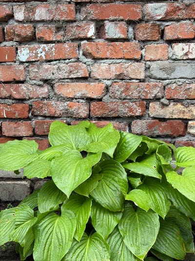 The image displays a close-up, vertical view of a rough, red brick wall with visible mortar. At the bottom of the frame, a dense cluster of large, green leaves from a hosta plant fills the lower half. The leaves are wet, with many small water droplets clinging to their surfaces, indicating recent rain or watering. The overall scene is simple and natural, with no people or specific landmarks of Dongaron, Russia, identifiable.