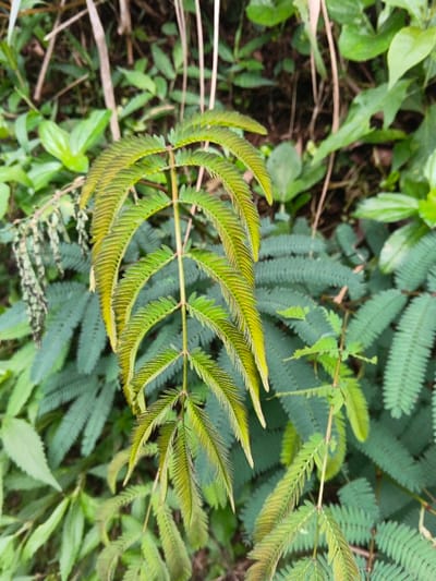 A close-up shot shows vibrant green Mimosa pudica plants. The prominent leaves, with their feathery, pinnate structure, display a range of green hues, some with a yellow tint at the tips. The background includes various green plants and dried stalks, adding depth. The image is well-lit, highlighting the intricate details of the plant's foliage.