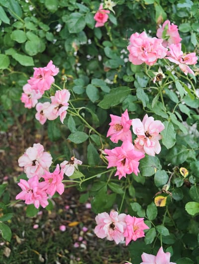 The image displays a close-up view of pink roses and their green foliage, set against a blurred background that suggests an outdoor environment. The roses are in various stages of bloom, with some fully open and others appearing to be buds or wilting. The petals are delicate and layered, showcasing a gradient of pink hues. The green leaves are lush and provide a vibrant contrast to the flowers. Fallen rose petals are scattered on the ground, which appears to be covered in grass and possibly mulch. The lighting suggests it is daytime. This scene could be located in the city of Pozzuoli, Italy, within a garden or park area, capturing the natural beauty of the flora.