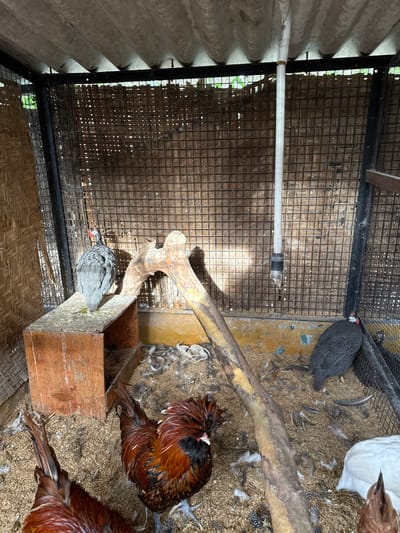 The image shows the interior of a bird enclosure, possibly in Nashik, India. The enclosure is constructed with a wire mesh over a wooden frame. A corrugated roof covers part of the structure. Inside, there are multiple birds, including guinea fowl and chickens. The ground is covered in wood shavings and feathers. There is a wooden box and a tree branch within the enclosure. A white PVC pipe runs horizontally across the top left of the frame.