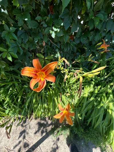 In Zvonarevka, Russia, a close-up, high-angle shot captures a vibrant display of orange daylilies against a backdrop of lush green foliage. The sun casts dappled shadows on a paved walkway in the foreground. One large, fully bloomed orange lily with delicate petals and a bright yellow center dominates the left side of the frame. To its right, a cluster of unopened buds and a smaller, partially open lily suggest ongoing growth. The leaves of the lilies are long and slender, creating a feathery texture, while the ivy-like vine covering the background provides a dark green contrast. The scene is bathed in bright sunlight, highlighting the rich colors and textures of the flora.