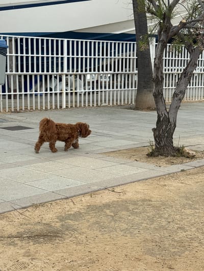 A small, medium-haired dog with reddish-brown, shaggy fur is walking from left to right on a light grey paved path composed of rectangular tiles in Port D'andratx, Spain. The dog's head is slightly lowered, and its tail is curved upwards. To the right of the path is an unpaved area of light brown soil, where a tree with a gnarled, multi-trunked, greyish-brown base stands, displaying some sparse green foliage. Further back, parallel to the path, is a white vertical-bar fence. Beyond this fence, the upper portion of a large white boat hull is visible, possibly a yacht in dry dock or storage. A dark, slender palm tree trunk is also visible behind the fence, to the right of the boat. On the far left, partially obscured by the fence, is the upper section of a blue trash bin. No human figures are present in the image.