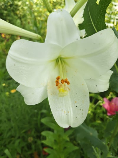 This is a close-up, high-angle, vertical photograph of a white lily in the city of Unarokovo, Russia. The lily's petals are predominantly white with a slightly yellowish-green center, and its stamens are tipped with orange pollen. Tiny black specks are visible on the petals, likely insects or debris. The background is a blur of green foliage, with a hint of a pink flower to the lower right. The lighting is natural, suggesting an outdoor setting in daylight. There are no people or any identifiable man-made objects in the frame.