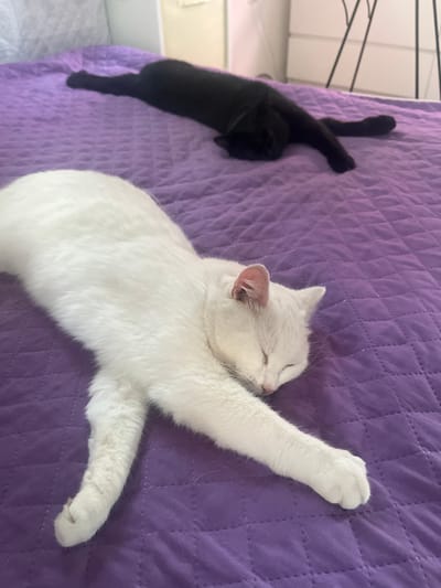 This media file shows two cats napping on a quilted purple surface. A white cat is in the foreground, stretched out on its back with its paws in the air. Its eyes are closed, and it appears to be sleeping peacefully. A black cat is in the background, curled up and also sleeping. The purple surface appears to be a blanket or a comforter, and the cats are likely indoors. There are no other people or objects visible in the frame, and no text is present. The lighting suggests it is daytime, possibly indoors with artificial lighting. The overall mood of the image is peaceful and relaxed, capturing a moment of tranquil slumber for the two feline companions. The setting appears to be domestic, given the presence of cats and soft furnishings.