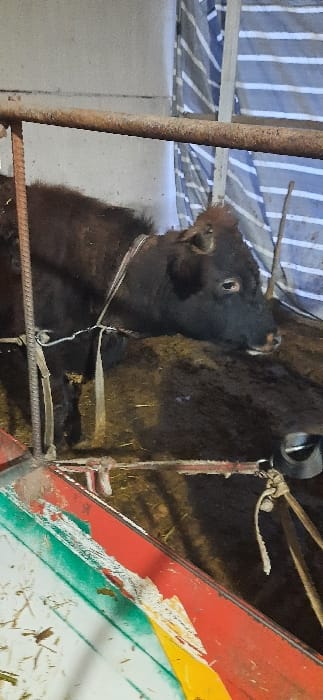The image displays a dark brown or black cow resting within an animal pen in Yangi-Khayat, Uzbekistan. The animal, equipped with small horns, lies on a ground covering of hay and dirt. Its head is visible, with its right eye partially open, appearing to look forward. White restraints are secured around its head and neck, extending over its back, indicating it is tethered. In the lower foreground, a weathered feeder or trough exhibits chipped red, green, and yellow paint. Rusty metal bars of a containment structure are present, including a horizontal bar across the upper mid-frame and a vertical bar on the left. The background features a grey wall, a white vertical support, and a striped blue and white tarp. No human presence is observed.
