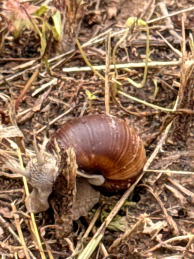 A close-up, high-angle shot captures a snail moving through dry, brown grass and dirt. The snail, with its spiral shell and visible head and eyestalks, is the central subject. The ground is covered with a thick layer of detritus, including dried leaves, straw, and small twigs, creating a textured and somewhat chaotic environment. A few green plant stems are interspersed among the dry vegetation. The lighting is natural, suggesting an outdoor scene. There are no people present in the image. The location is described as Bendoriai, Lithuania.