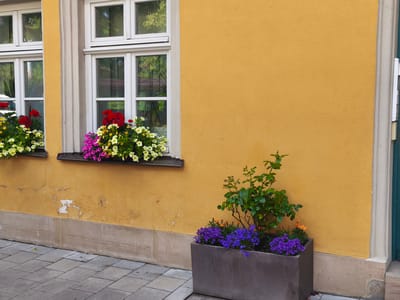 This is a medium shot of the exterior of a building in Erlangen, Germany. The building has a bright yellow, textured stucco facade and a beige stone base. There are two white-framed windows visible, with planters full of flowers beneath them. The window on the left has red and yellow flowers, while the window on the right has red, pink, and yellow flowers. The scene is illuminated by natural light, suggesting daytime. In front of the building, a grey rectangular planter contains a small green shrub with red accents and a dense cluster of small purple flowers. The ground in front of the building is paved with grey square tiles. The overall impression is a pleasant, well-maintained urban facade.