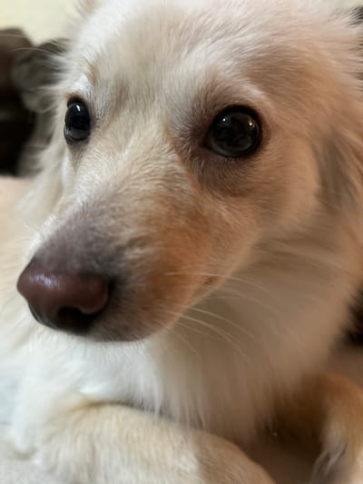 A close-up, slightly angled shot shows the face of a small, white dog with long fur. The dog's large, dark eyes are prominent, and its wet, pinkish-brown nose is clearly visible. The fur around its face is light cream and wispy. The background is out of focus, with hints of darker colors suggesting an indoor setting. No specific location in Sofia, Bulgaria can be determined from the image.