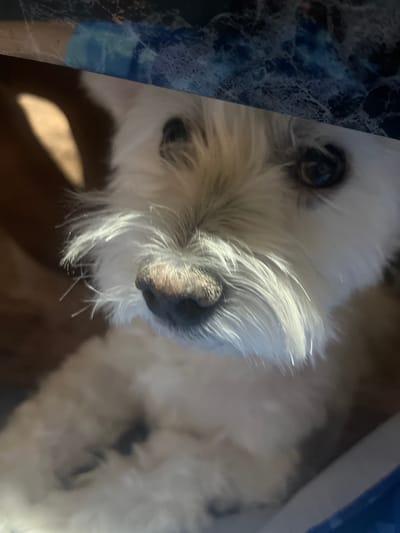 An up-close, eye-level shot focuses on the face of a white, fluffy dog. The dog's head is angled slightly, with its nose and right eye most prominent. The dog's fur is a light cream color, and its nose appears to be dark and slightly textured. The dog's eyes are dark and round, with one slightly more visible than the other. The background is blurred, with hints of brown and blue, suggesting an indoor setting. The lighting casts a strong shadow across the dog's face, highlighting the texture of its fur and nose. The image does not contain any information about the city of Puçol, Spain.