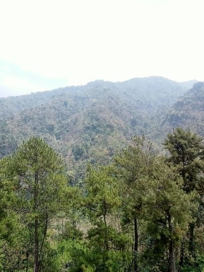 The image displays a mountainous, heavily vegetated landscape located in Kajar, Indonesia. The foreground features the upper sections and canopies of several tall evergreen trees, characterized by their dense, vibrant green foliage. Behind these trees, a vast expanse of undulating mountain ridges rises, densely covered in a mix of green and some lighter-toned vegetation, suggesting a thick forest. The distant mountain peaks are partially obscured by a visible atmospheric haze. The sky occupying the upper third of the frame is uniformly pale and appears overcast or hazy, diffusing the natural light across the scene. No individuals, structures, or signs of human activity are present within the captured environment.