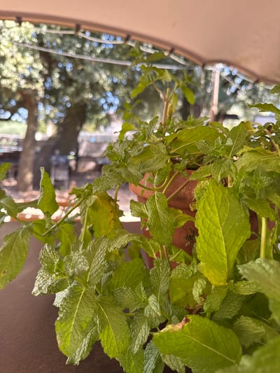 A close-up shot focuses on a potted plant, likely mint, with vibrant green leaves that are slightly wilted in some areas, showing yellowing and browning on the edges. The plant is situated in a terracotta pot, partially visible. In the background, out of focus, is a blurred scene of trees with dappled sunlight filtering through, suggesting an outdoor setting. A beige awning or canopy is visible at the top of the frame, indicating a sheltered outdoor space. The overall impression is of a plant on a balcony or patio, with the natural environment of L'Ametlla del Vallès, Spain, forming a soft, out-of-focus backdrop. There are no people or animals present in the image. The lighting suggests it is daytime, possibly late morning or early afternoon.