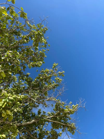 The image depicts a low-angle view of a tree's branches against a clear blue sky. Lush green leaves are interspersed with bare, thin branches, suggesting a partially leafed tree. The sky is a vibrant, cloudless blue. The photograph was taken in Ban Khlong Hia, Thailand. There are no people or animals visible in the frame. The overall scene is natural and serene, focusing on the interplay between the foliage and the expansive sky.