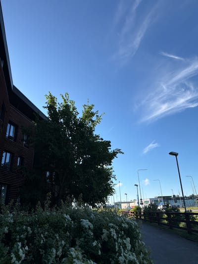 The image depicts a scene in the city of Tabasalu alevik, Estonia, featuring a modern brick building on the left, partially obscured by a large, leafy tree. In the foreground, a dense cluster of white-flowered bushes lines a paved walkway. The walkway is bordered by a dark wooden fence. Beyond the fence, several tall streetlights stand, and in the distance, a brightly lit commercial building with signage is visible, suggesting a shopping area. The sky above is a clear blue with wisps of white clouds.