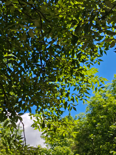 The image shows a view looking up into the canopy of a tree, with bright green leaves covering the branches and some fruit. Through the leaves, patches of clear blue sky are visible, along with a bit of the tops of other trees in the distance. The location is Svobody, Russia.