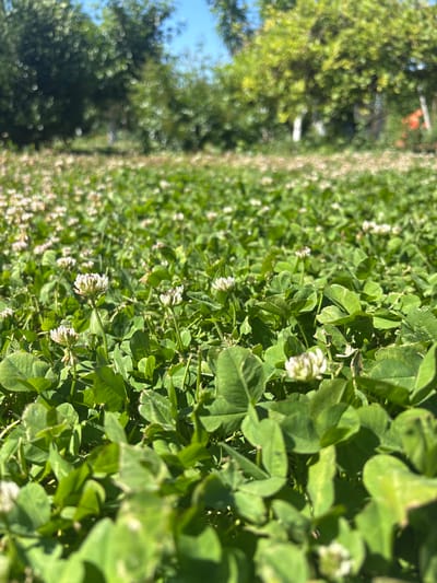 The image depicts a field of clover, including white clover flowers. The foreground is sharply focused, while the background fades into an out-of-focus area with trees and possibly a building partially visible on the left side. The image appears to be taken at ground level, close to the clover patch. Based on the prompt, the location is Mursalevo, Bulgaria. There are no people or animals evident. The scene primarily presents the natural environment.