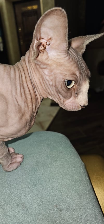 The image shows a close-up of a hairless cat with wrinkled skin, possibly a Sphynx breed. The cat is facing to the right, with its left eye clearly visible and its right eye partially obscured. There is a dark, crusty substance visible in the cat's left ear canal, suggesting a possible ear infection or buildup. The cat's skin has a pinkish hue with darker markings. It is positioned on a textured, teal-colored surface. In the background, a blurred area with dark tones suggests an indoor environment, possibly a room with furniture. The image does not contain any elements that can be used to identify its location within the city of Овощной, Russia, or any other specific geographical area.