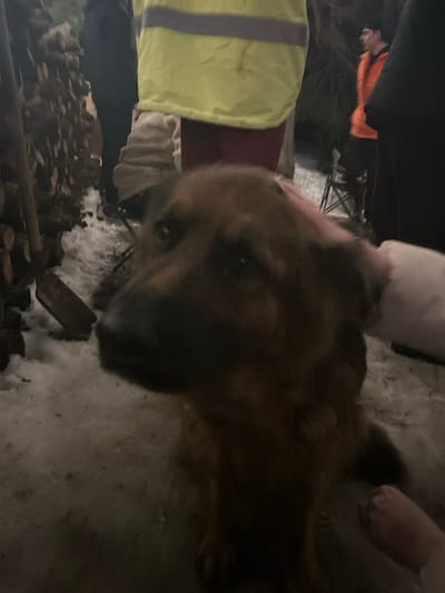 The image depicts an outdoor, nighttime or evening scene in Lesnoy, Russia, characterized by snow-covered ground. A medium-to-large-sized dog, appearing to be a German Shepherd or similar breed with tan and dark fur, is positioned prominently in the foreground, looking towards the viewer. A human hand, appearing from the right, is shown gently stroking the dog's head. A light-skinned foot, possibly bare or in a light slipper, is also visible near the bottom right, adjacent to the dog.
In the mid-ground, several individuals are present. One person wears a bright yellow high-visibility vest with reflective stripes over dark red trousers. Another individual in an orange puffer vest over dark attire is visible to the right, looking towards the right side of the frame. Other persons in dark clothing are partially visible in the background.
To the left, a substantial stack of cut firewood is present, partially covered by snow. A wooden-handled shovel with a metal blade leans against the woodpile. A dark folding chair is situated in the mid-ground to the right. The overall lighting is dim, suggesting artificial illumination or ambient light under dark conditions.