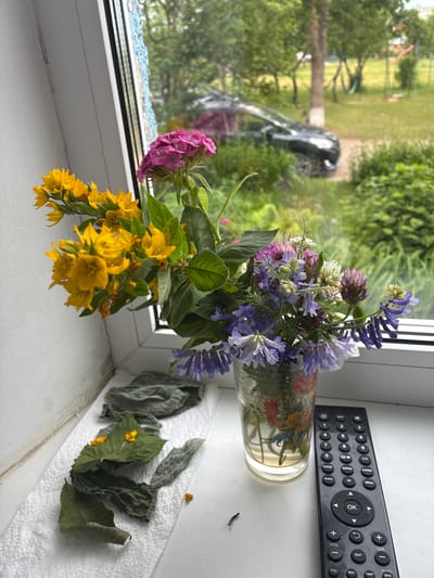 This image depicts a windowsill in a residential setting, likely an apartment, given the view outside which suggests a suburban or rural area. The windowsill is occupied by a bouquet of wildflowers in a glass vase. The flowers are a mix of yellow, purple, and pink varieties, with green foliage. To the right of the vase sits a black TV remote control. On the left side of the windowsill, a pile of dried leaves rests on a white paper towel. The background visible through the window shows a green lawn, trees, and a black car parked in the yard, indicating an outdoor environment. The presence of a TV remote and the general arrangement suggest a domestic scene, possibly an interior living space. The location of Альхоўскі сельскі Савет, Belarus, would place this scene in a region characterized by rural or semi-rural landscapes, which aligns with the visual evidence in the image. There are no people visible in the image.