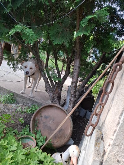 The image shows a dog with white fur standing under a tree, likely a conifer, in what appears to be a backyard or garden area in Septemvritsi, Bulgaria. The dog has a black chain collar. Beside the tree is a concrete walkway. Next to the walkway, there are several pots and a decorative wooden duck. A rusty chain is hanging above these objects. A long, thin stick leans against the side of the concrete structure. Weeds and plants are visible along the ground.