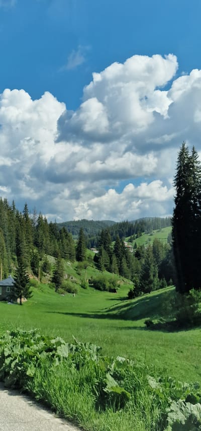 The image captures a vibrant, expansive mountainous landscape in Stoikite, Bulgaria, under a bright blue sky dotted with voluminous white cumulus clouds. The perspective looks across a valley or gentle slopes, rich with natural greenery.

In the foreground and midground, lush, bright green grass covers rolling hills and pastures. Numerous dark green coniferous trees, likely pine or fir, are scattered across these slopes, forming denser forest lines further back on the hills. Several of these trees cast long, distinct shadows across the grassy terrain, indicating either early morning or late afternoon sunlight. A few small buildings, possibly houses or cabins with reddish roofs, are visible nestled within the trees on the distant hillsides, hinting at human presence in the serene environment.

To the immediate right in the foreground, there's a patch of dense, tall green grass and larger-leafed plants, bordering a light-colored strip that appears to be a narrow path or unpaved road. The sky, occupying the upper left portion of the image, is a vivid blue, providing a striking contrast to the white, fluffy clouds that dominate the upper half of the frame.

The weather appears clear and sunny, contributing to the bright and inviting atmosphere of the natural scene. No specific activities or individuals are visible. There is no visible text in the image.