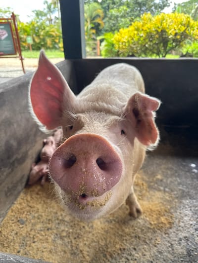 The image displays a close-up, frontal perspective of a light-skinned adult pig within an animal enclosure, located in Quimbaya, Colombia. The pig's pink snout, partially covered with yellowish granular feed, dominates the immediate foreground. Its large ears are visible, the left one presenting a small circular perforation near the top, indicating an ear tag. In the blurred background, to the left of the adult pig, multiple light-skinned piglets are clustered together on a floor covered with the same yellowish granular material. The enclosure features dark grey concrete walls. Beyond the enclosure, a vibrant outdoor environment is visible, characterized by lush green and yellow-green foliage and trees. A partial view of an informational sign on a stand is discernible on the far left background. No human subjects are present in the scene.