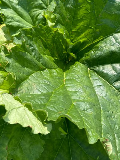 The image is a close-up, overhead shot of large, vibrant green rhubarb leaves. The leaves are textured with prominent veins and show some slight damage, with small reddish-brown spots scattered across their surfaces. The sunlight casts highlights and shadows across the leaves, emphasizing their glossy texture. The background is out of focus, with hints of other green foliage, suggesting an outdoor garden or natural setting. There are no people, animals, or man-made structures visible in the frame. The image is an outdoor scene, likely in a garden in Chernoistochinsk, Russia, given the prompt.