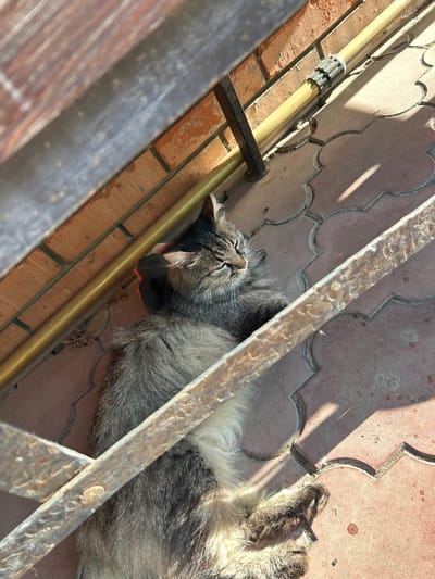 A tabby cat is resting on a patio made of patterned terracotta tiles, bathed in sunlight. The cat is lying on its back, with its paws in the air, and appears to be sleeping or relaxing deeply. A metal railing is visible diagonally across the image, casting shadows on the cat and the patio. The cat's fur is a mix of gray, brown, and black tabby markings, and its eyes are closed. Beneath its head, a dark object, possibly a cushion or toy, is visible. The background shows a brick wall and a yellow pipe, suggesting an outdoor setting, likely a yard or balcony. The overall impression is one of peaceful repose in a sunny, outdoor environment. The time of day appears to be sunny and warm, indicated by the strong shadows. No visible text is present in the image.