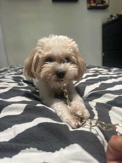 The scene depicts an indoor domestic environment, likely a bedroom, located in Fort Lauderdale, United States. A small, light-colored, fluffy dog with cream and white fur is positioned prone on a bed. The bed is covered with a black and white zebra-patterned duvet or sheet. The dog holds a section of a gold-colored link chain in its mouth. The chain extends from the dog's mouth towards the bottom right corner of the frame, where a human hand, specifically two fingers, is observed holding the chain's end. The background features a light-colored wall, a dark dresser with multiple drawers, and two wall-mounted decorative shelves or frames containing various small objects. The lighting is ambient. No other individuals are fully visible.