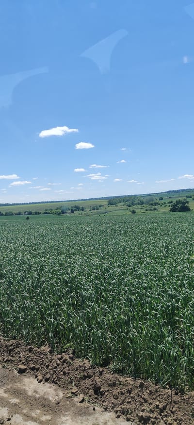 This is a vertical, full-shot photograph taken outdoors on a bright, sunny day. The foreground features a patch of brown soil and a lighter, possibly wet, dirt path. Behind the soil is a vast field of tall, green grass or grain, stretching towards the horizon. The middle ground shows a rolling landscape with more green fields, scattered trees, and a few small buildings. In the background, the sky is a clear, bright blue with a few scattered white clouds, some of which are elongated and wispy. The overall impression is of a rural landscape in Ukraine.