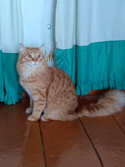 An orange tabby cat with fluffy fur sits on a wooden floor in front of a teal and white curtain. The cat is facing left, with its tail curled around its body. The wooden floor appears to be made of planks, with some water stains visible. The curtain is gathered at the top, and has a ruffled edge at the bottom. The scene is indoors, and the lighting suggests it may be daytime. The image was taken in Novoznamenskaya 1-Ya, Russia.