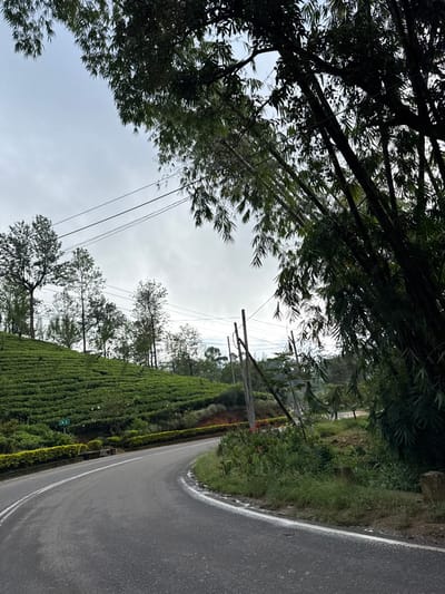 A curving asphalt road with a white line is seen from below, bordered by a grassy edge. A tea plantation rises on the right, a vibrant green expanse. Above, power lines stretch across a cloudy sky. Dense tree branches and foliage frame the top left of the scene. The landscape has a cool, overcast feel.