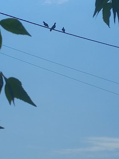 The image shows three birds perched on a wire against a clear blue sky. Two of the birds are close together, with one slightly in front of the other. The third bird is further to the right and smaller in appearance. In the foreground, there are dark green leaves silhouetted against the sky. The image appears to be taken from a low angle, looking up. The location is stated to be Zaturtsi, Ukraine.