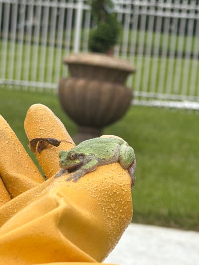 A small, green tree frog clings to a yellow gardening glove, with a blurred background suggesting an outdoor setting. The frog's skin is textured and speckled with darker markings. The glove has a rough, granular surface. In the background, a dark-colored urn-shaped planter sits on a lawn, separated by a white fence. Based on the background elements, the location is suggestive of a garden in a suburban or residential area. This is potentially Potomac, United States of America.