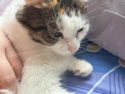A close-up, eye-level shot shows a calico cat lying on a blue patterned surface, possibly a blanket or sheet. The cat's head is angled to the right, with its left eye open and its right eye partially closed. Its fur is predominantly white with patches of brown and orange. A human hand is visible on the left side of the image, gently touching the cat's fur. The background includes a soft, purple fabric. The scene appears to be indoors, in a domestic setting within the city of Kolychevo, Russia.