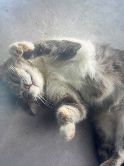 The image shows a domestic cat lying on its back on a grey, textured surface, likely a floor or a table. The cat is predominantly grey and white, with distinct tabby markings on its fur. Its belly is white, and its paws are also white with pink toe beans visible on the one closest to the viewer. The cat's eyes are partially closed, and its mouth is slightly open, giving it a relaxed and perhaps contented expression. Long, white whiskers fan out from its nose. The lighting suggests it might be daytime, with soft light casting some subtle shadows. The setting appears to be indoors, given the smooth, man-made surface. There is no visible text in the image.