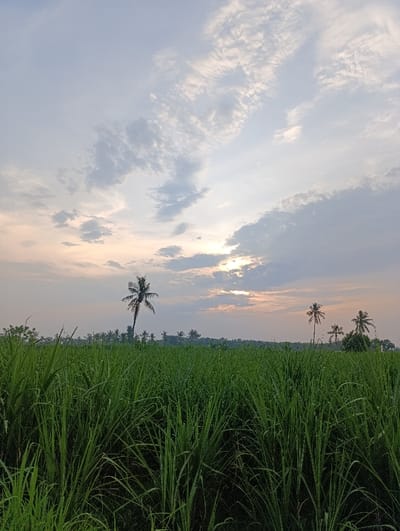 The image shows a field of tall, green grass, possibly sugar cane, in Arjasa, Indonesia, at the coordinates -7.775 latitude and 114.134 longitude. The sky is a light blue with white and gray clouds, and the sun is shining through the clouds. There is a lone palm tree standing in the field. The image was taken from a low angle, with the focus on the grass. There are several other trees visible in the distance, including palm trees. There are no people visible in the image.