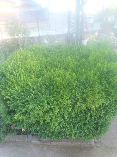 The image depicts a well-maintained, rounded green hedge in the foreground. Behind the hedge, a blurred background shows a residential area with a house and a fence. There are hints of other plants and trees, some with pink flowers, and a white bucket hanging from a pole. The overall scene suggests a garden or yard in a rural or suburban setting, potentially in Stefan Karadzhovo, Bulgaria, given the provided location information. The lighting is bright, possibly indicating daytime. No people are visible in the image.
