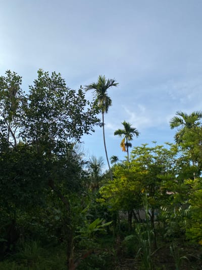 The image depicts a lush, green landscape dominated by various trees and foliage. Several tall palm trees are visible, reaching towards a bright, partly cloudy blue sky. In the foreground and mid-ground, dense green trees and vegetation create a thick canopy. The environment suggests a tropical or sub-tropical setting, possibly a rural or semi-rural area. The lighting indicates it is daytime, with sunlight filtering through the leaves. There are no people or animals visible in the scene. The image appears to have been taken from a low angle, looking upwards into the trees and sky. The overall impression is one of natural abundance and serenity. The location is Meunasahlhok, Indonesia.