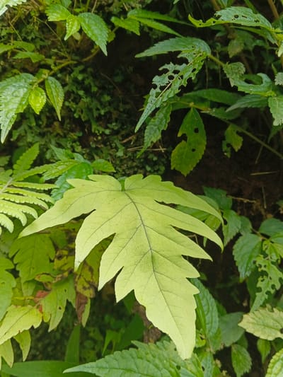 A close-up view of dense green foliage, located in the city of Bình Hải, Vietnam. A large, light-green, deeply lobed leaf with distinct dark venation is prominently positioned in the center-foreground, partially obscuring other plants. Surrounding it are multiple smaller leaves, primarily dark green, some featuring serrated margins. Evidence of insect damage, in the form of irregular perforations, is visible on several leaves in the mid-right and upper-right areas. The background consists of dark, earthy tones largely obscured by the overlapping plant material. No human presence, animal life, or artificial structures are observed within the frame.