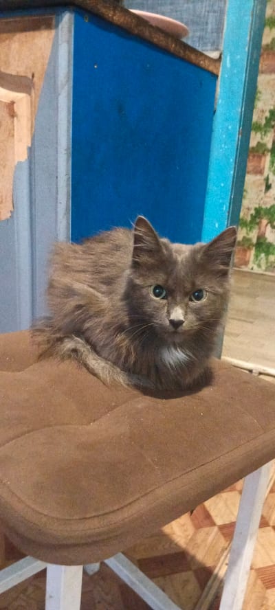 A medium shot captures a long-haired grey cat with piercing green eyes sitting on a brown cushioned seat. The cat is positioned in the center of the frame, facing the viewer directly. Its fur is fluffy and appears to be a mix of grey and brown tones, with a patch of white fur on its chest. The cat's tail is curled around its body.
Behind the cat, a bright blue wall serves as the backdrop. To the left of the blue wall, there is a lighter-colored wall with some peeling paint. To the right of the blue wall, a section of patterned wallpaper with a floral or plant-like motif is visible. A dark, rough-textured horizontal beam runs across the top of the blue wall, and a thin vertical blue element is visible on the far right.
The brown cushion the cat is sitting on appears to be part of a chair or stool. The seat has a curved shape, and its surface is textured and slightly dusty. Below the seat, the legs of the furniture are partially visible, constructed from white material. The floor in the foreground has a checkered pattern of light brown and reddish-brown tiles. The overall lighting suggests an indoor environment, possibly in a rustic or storage area. The image does not provide any explicit visual cues to determine the specific location within Chernyavskii, Russia, but the setting appears to be an everyday, domestic or utility space.