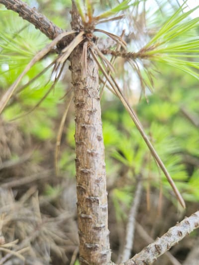 A close-up, vertical shot focuses on the textured bark of a pine tree's trunk, which dominates the center of the frame. The trunk is rough, with a rough texture and appears to be a light brown color. Thin, dry needles and brown branches extend from the trunk and out of focus in the foreground and background, interspersed with soft green foliage that blurs into a bokeh effect. The background is a mixture of muted greens and browns, creating a shallow depth of field that highlights the intricate details of the tree's bark and needles. There are no people or actions depicted. The image appears to be of natural scenery, without specific landmarks indicating a location within the city of Rzeszów, Poland.