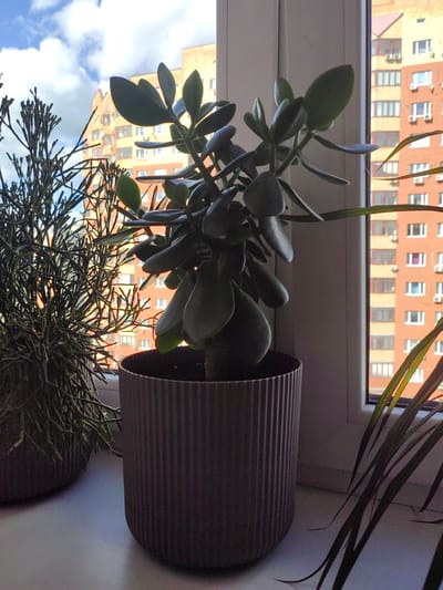 In the city of Putilkovo, Russia, this image captures a close-up view of houseplants situated on a windowsill, with a cityscape visible through the window. The foreground features a succulent plant, likely a jade plant, in a ribbed, dark gray pot. To its left, another plant with thin, branching stems is partially visible, also in a pot. The background reveals a multi-story apartment building with an orange facade, featuring numerous windows and air conditioning units. The sky above is partly cloudy, with patches of blue. The lighting suggests it is daytime, with sunlight casting shadows. The scene is static, with no people or animals present.